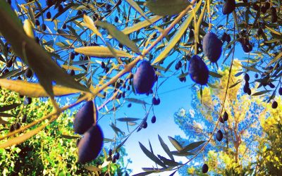 La Provence : un domaine oléicole millénaire