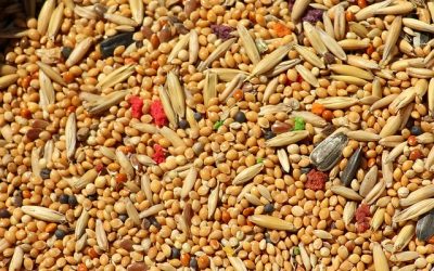 Tout ce que vous devez savoir sur le millet germé