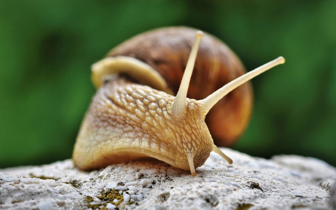 Conseils de preparation des escargots vivants.